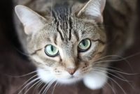 pertanda apa kucing buang kotoran di rumah