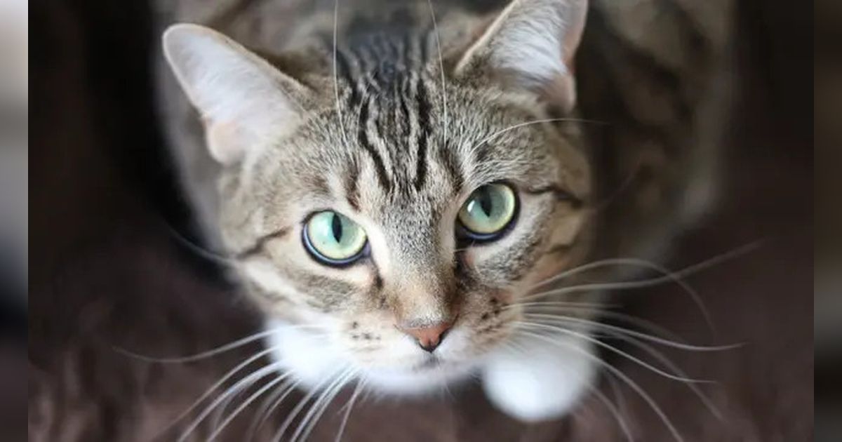 pertanda apa kucing buang kotoran di rumah