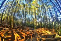 hutan pinus mangunan